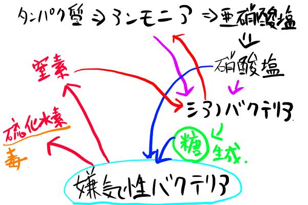 嫌気性バクテリア